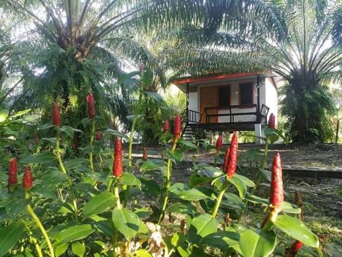 Sikao Casa | สบายคันทรีรีสอร์ท ปากเมงSa-buy country resort Pak Meng