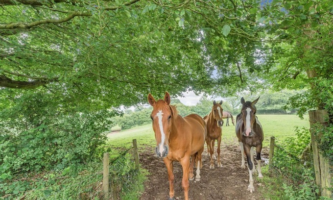 Llanybydder Cabaña | 1 bedroom accommodation in Gorsgoch
