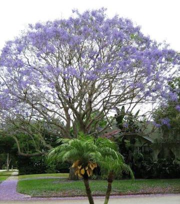 St. Petersburg - Clearwater Apartamento | 1620 - 5-Room Apt. with Pool & Gardens , Near Downtown