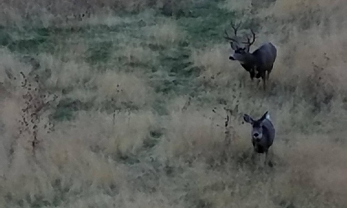 Huntington Alquiler De Eote | Embarcaciones de pontones de 24 pies / ubicadas en Snake River Brownlee Reseviour