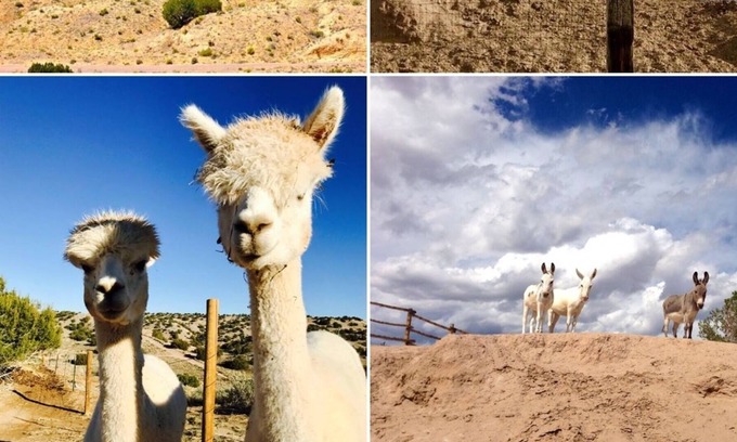 Abiquiu Casa | 365+ Comentarios! 360 vistas! Estilo B & B, Bañera de hidromasaje, Caballos, Mini burros, Alpacas