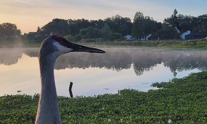 Limona Improvement Cabina | A place to be surrounded by nature within the city.