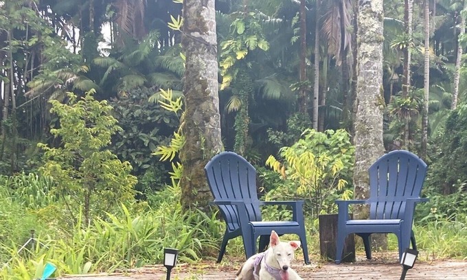 Kurtistown Casa | A Rainforest Retreat 20 minutes to Hilo and Volcano National Park
