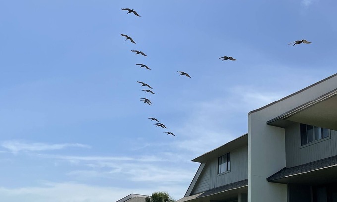 Saint Helena Island Condominio | Un lugar dulce en la playa! ¡DESCUENTOS DE OTOÑO E INVIERNO DE HASTA EL 55%!