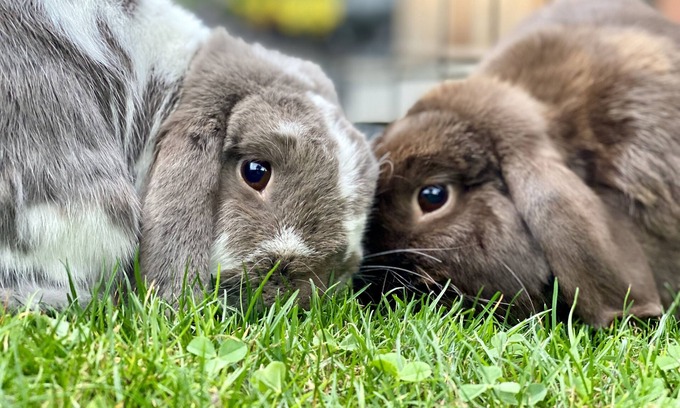 Whittier Heights Otro | Adorable Farm Stay in Ballard! Bunnies, A/C, walkable, near beach & attractions
