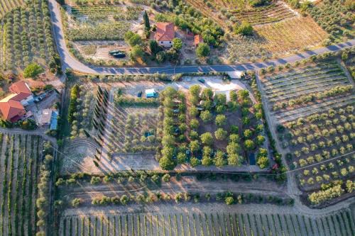 Certaldo Otro | AGRiCAMPiNG POGGiO Ai PiNi WiNE CAMPiNG