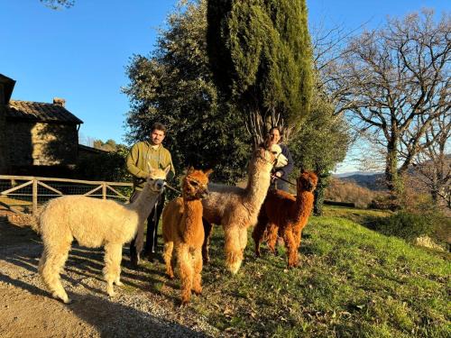 Pieve di Chio Apartamento | Agriturismo Il Castellare