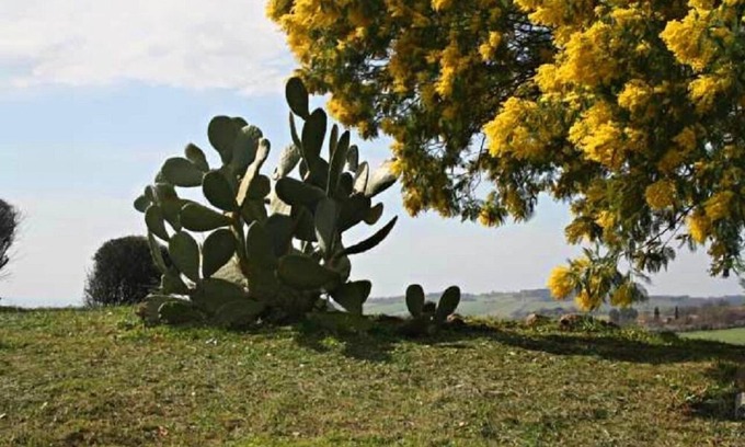 Scansano Otro | Agriturismo Verdicchio