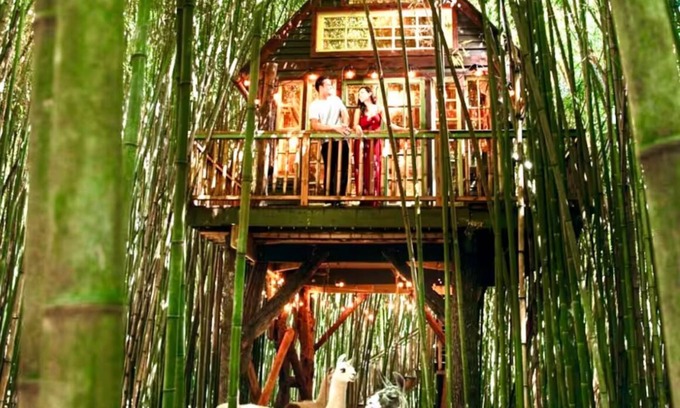 Atlanta Cabaña | Alpaca Treehouse in the Bamboo Forest