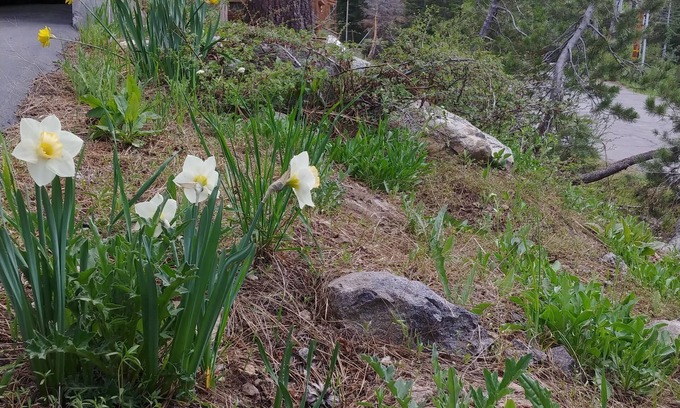 Alpine Meadows Cabina | Alpine Meadows Retreat w / Hot Tub and Sauna - North Lake Tahoe