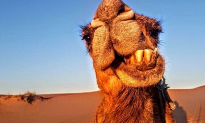 Merzouga Alquiler De RV | Amazing camp in the sahara