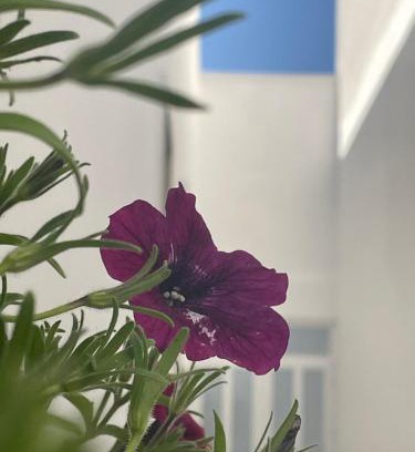 Leverano Apartamento | Anastasia