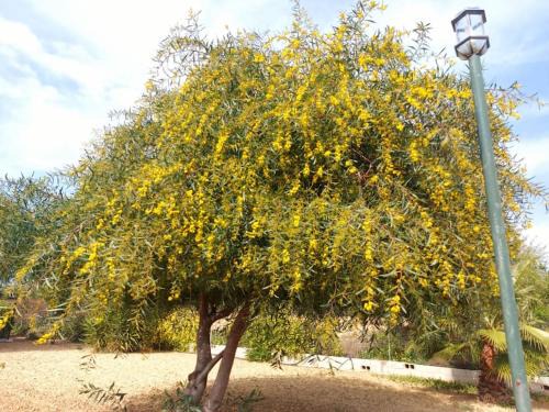 Alhaurín el Grande Casa | Andalusian farmhouse with barbecue, pool and wifi