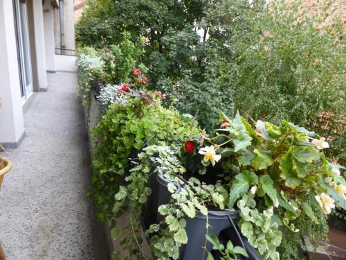 Slavija Apartamento | Apartment Deligradska