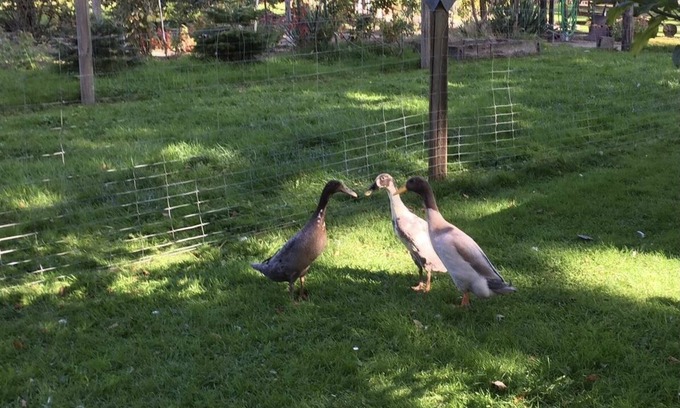 Kirchtimke Apartamento | Apartamento en el campo entre Bremen y Hamburgo