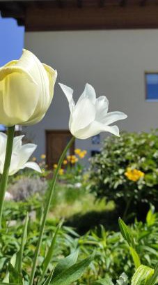 Laas Apartamento | Apartment Telser