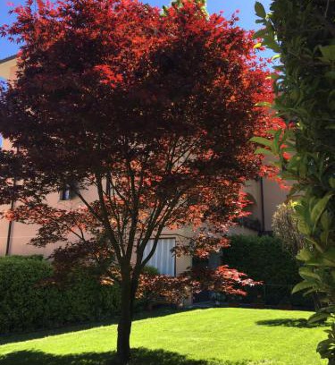 Carciano Apartamento | Appartamento rosada