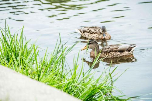 Hahnenklee Apartamento | Appartements Am Kranichsee