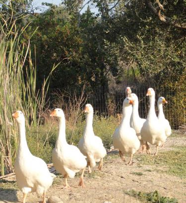 Petaleia Casa | Aroggia Farm