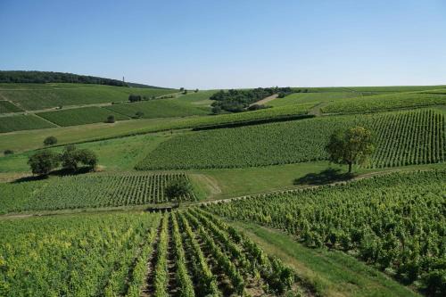 Sancerre Casa | Au pied des Vignes