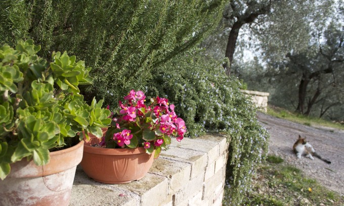 Assisi Cama Y Desayuno | B&B Lavanda e Rosmarino