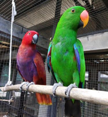 Dauh Peken Casa | Bali Wildlife Rescue Center