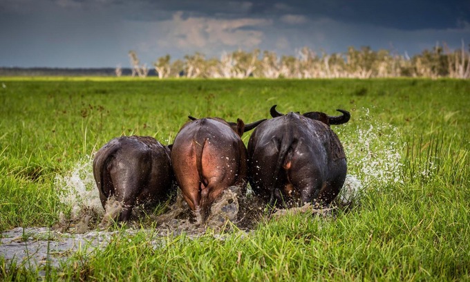Point Stuart Complejo | Bamurru Plains