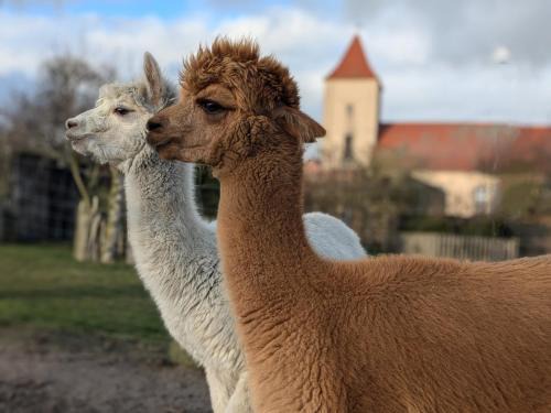 Kloster Lehnin Otro | Bauwagen auf der Alpakawiese