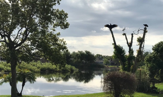 Land O' Lakes Casa | Hermoso santuario de aves en el lago