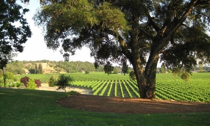 Healdsburg Casa | Coop es nuestra cabaña totalmente renovada y hermosa de Vineyard 1. A 5 millas del centro