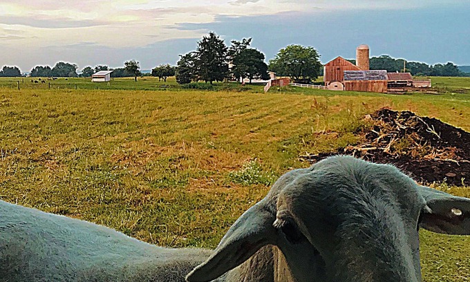 Shreve Casa | Beautiful farm property "Dawdi House" middle of Amish Country