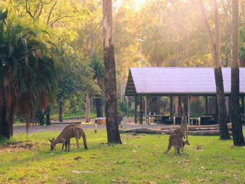 Rewan Otro | BIG4 Carnarvon Gorge Holiday Park
