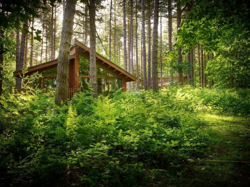 Freefolk Complejo | Blackwood Forest Cabins - Forest Holidays