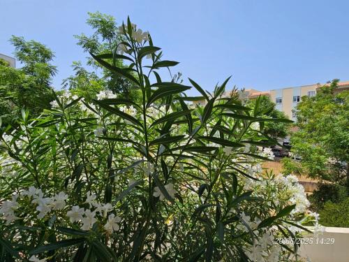Gambelas Apartamento | Blife Candya private apartment