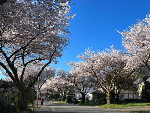 South Surrey Casa | Bloom House 樱花民宿