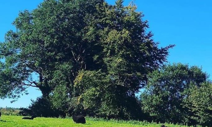 Ilfracombe Casa | Bramble Cottage on the edge of Exmoor