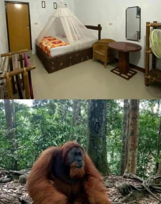 Bukit Lawang Cabina | Brown Bamboo Guest house & jungle trekking orang-utan