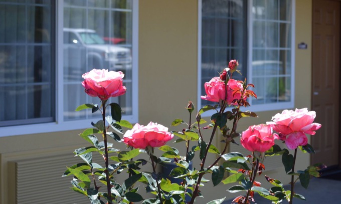 Paso Robles Hotel | Budget Inn of Paso Robles