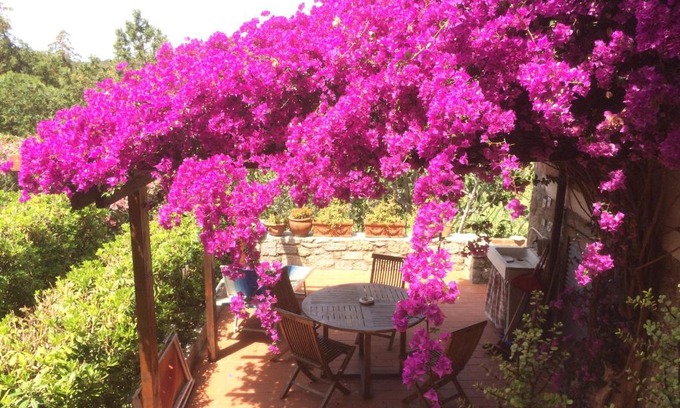 Campo nell'Elba Casa | Buganville apartment