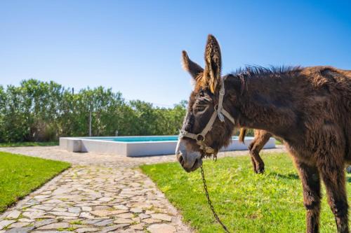 Barracao Casa | Burro Ville by Host Wise