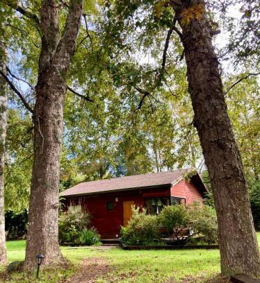 Valdivia Casa | Cabaña entre árboles