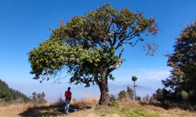 Kanatal Otro | Camp Awara Kanatal