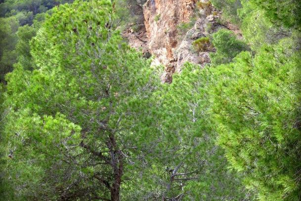 El Berro Otro | Camping Sierra Espuña