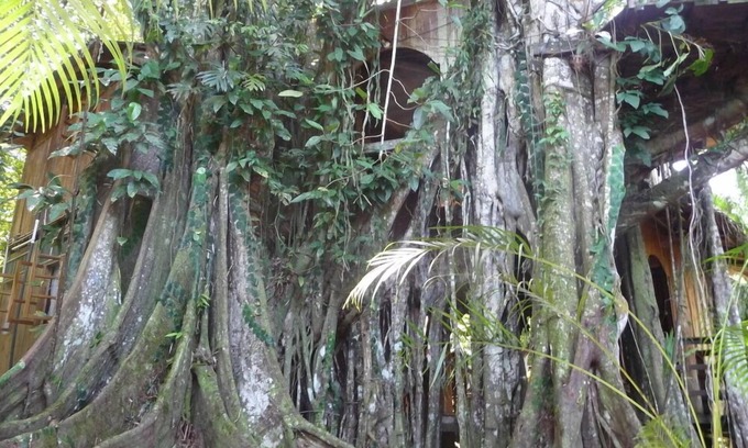 Cahuita Casa | Caribe Casa en el árbol de la selva