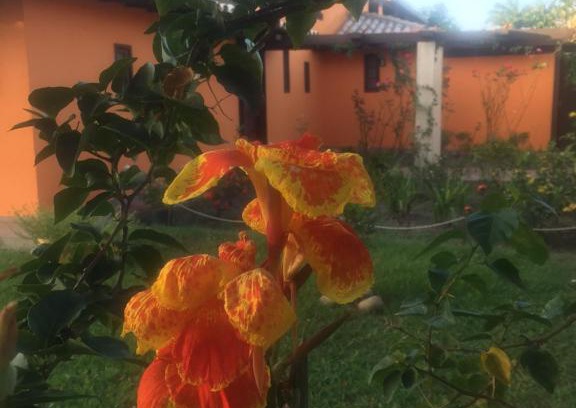 Bosque de Geriba Casa | Casa da Árvore