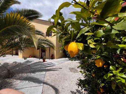 Castelo de Vide Apartamento | Casa Hridaya
