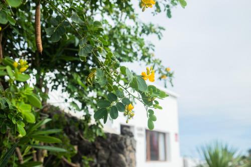 Tajaste Casa | Casa Rural Yeyo en el cráter del volcán