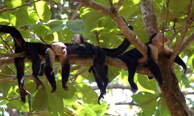 Limón Casa | Casa Tres Monos- jardín impresionante playa / observación de la fauna