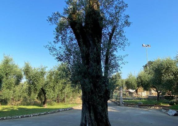 Sonnino Apartamento | Casa Vacanze La Selva
