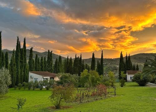 Olvera Casa | Casita Higo